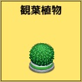 観葉植物